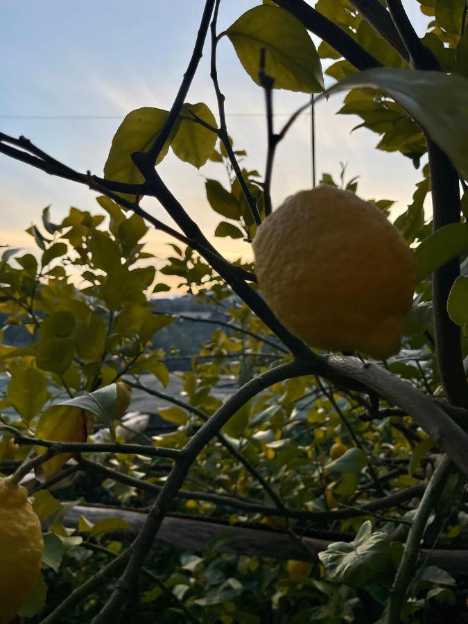 ソレント Casa Apreaヴィラ エクステリア 写真